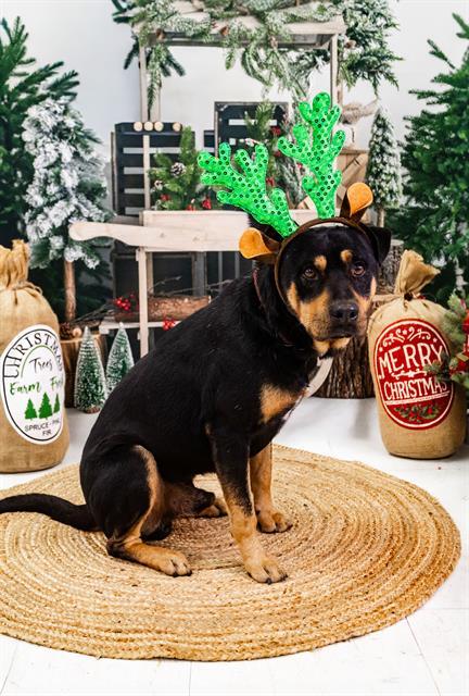 Enlarge BEAVUS, a Adoptable mixed breed in Corpus Christi, TX image 1/1