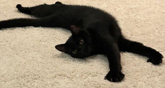 Latte, Adoptable, Young Male Domestic Short Hair.