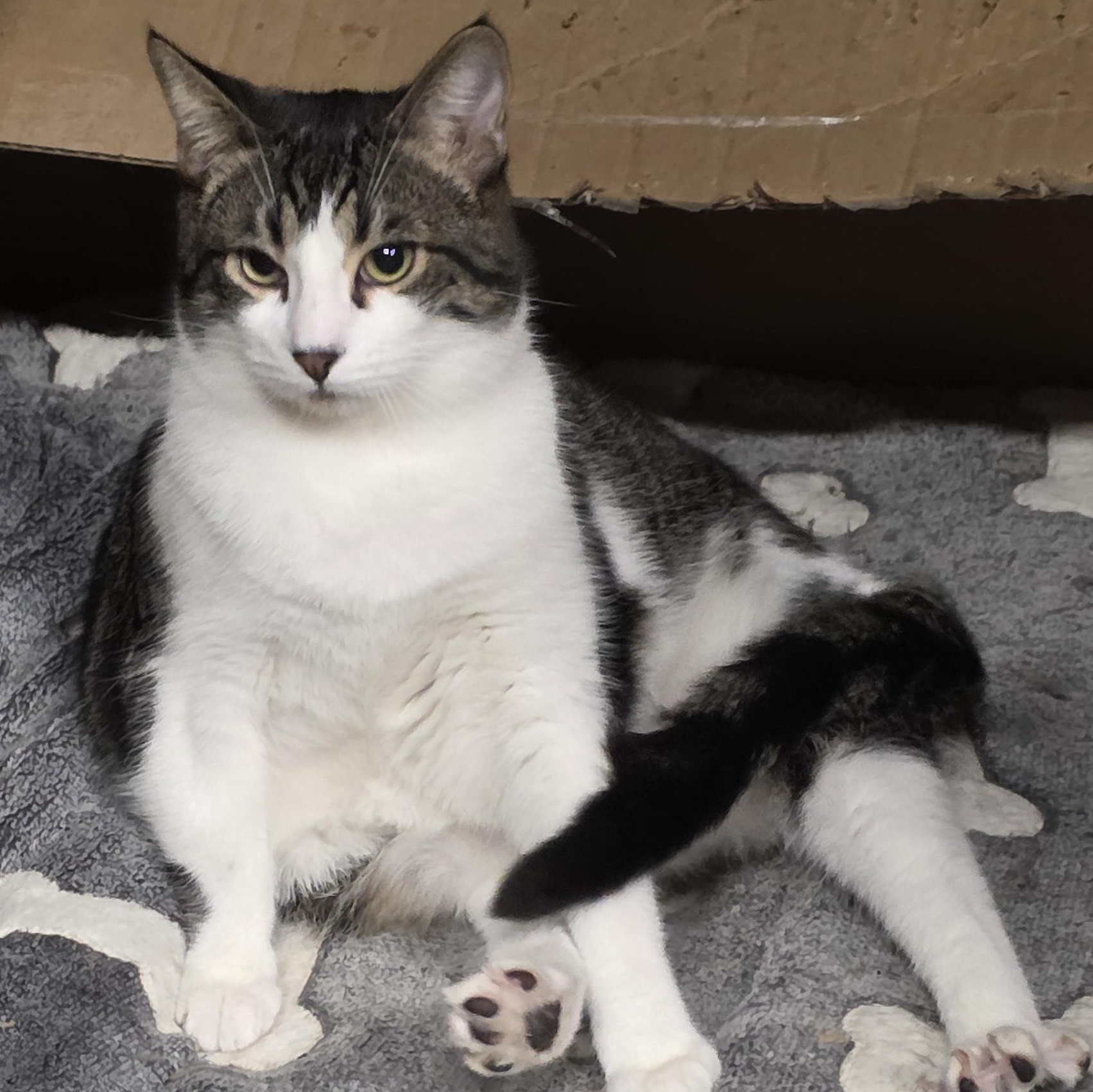 Enlarge Fiesty, a Adoptable Tabby in Vacaville, CA image 4/5