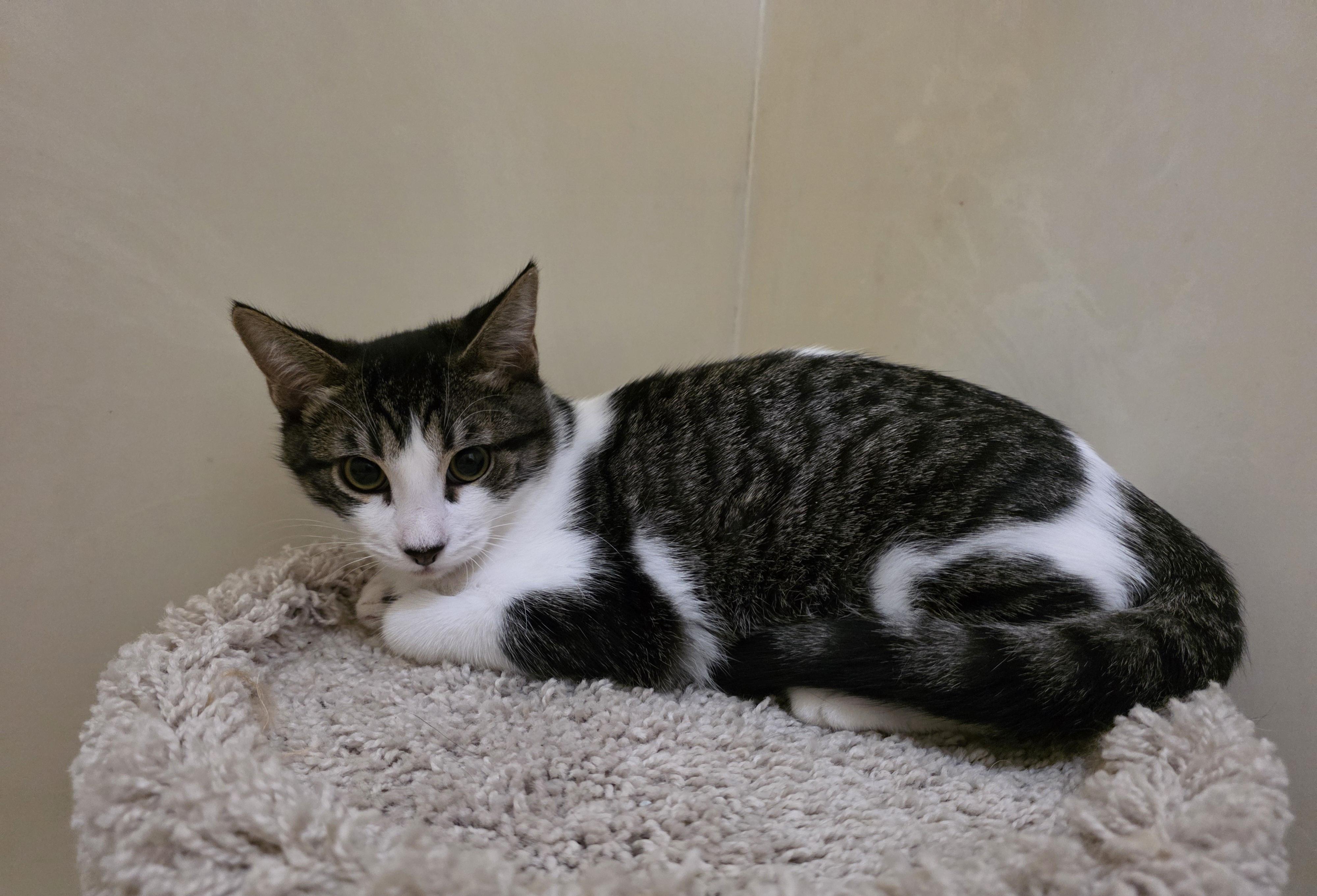 Fiesty, a Adoptable Tabby in Vacaville, CA image 1/3