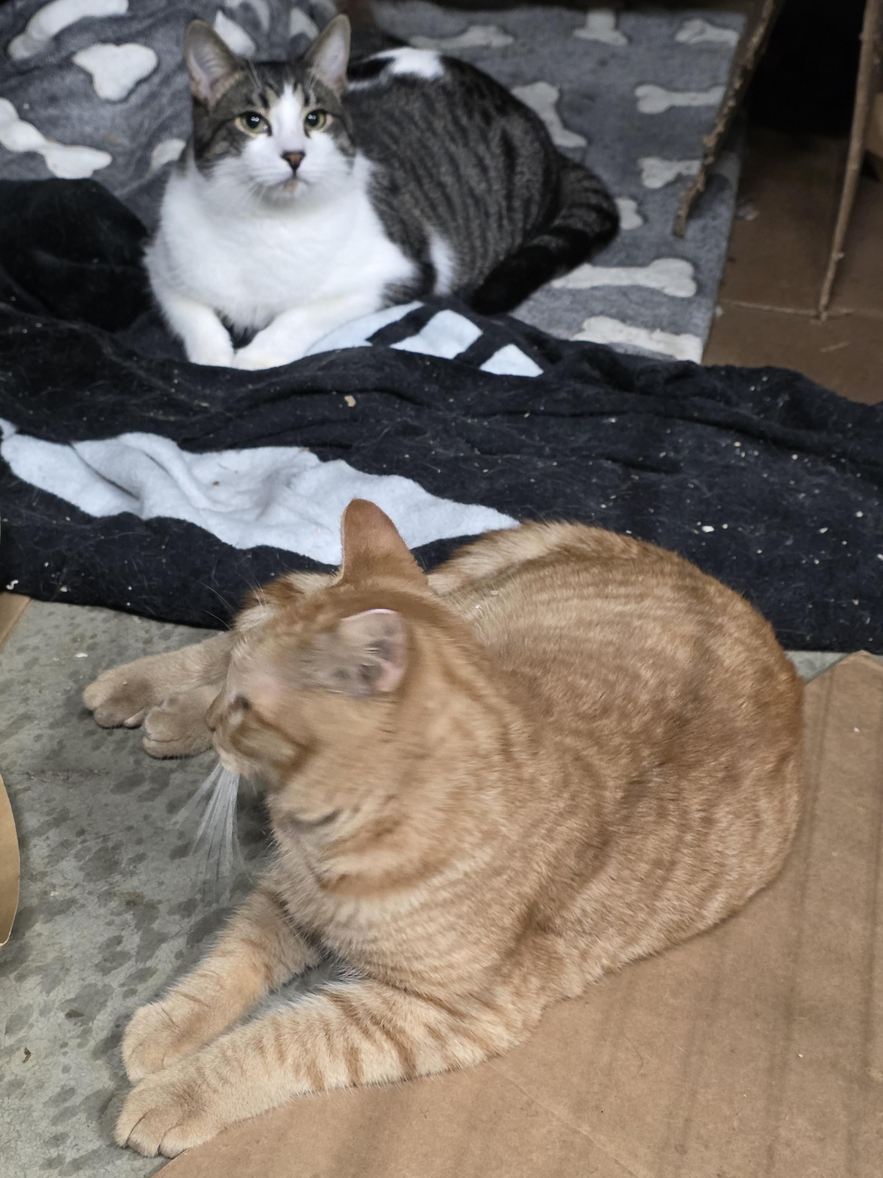 Enlarge Fiesty, a Adoptable Tabby in Vacaville, CA image 5/5