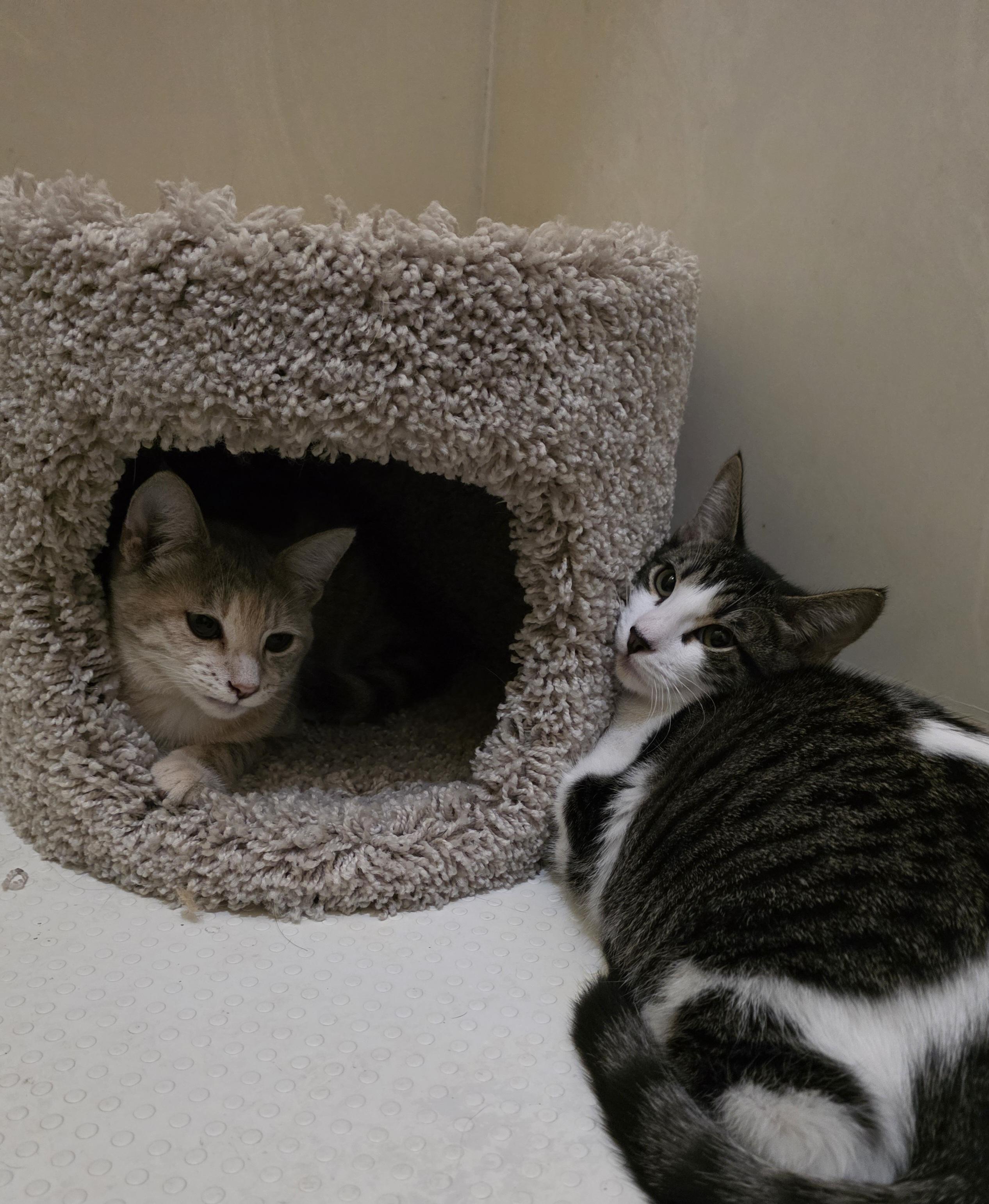 Fiesty, a Adoptable Tabby in Vacaville, CA image 3/3