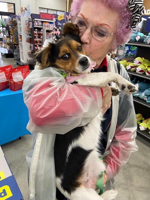 Enlarge Ruthie, an adopted mixed breed in Monrovia , CA image 2/6