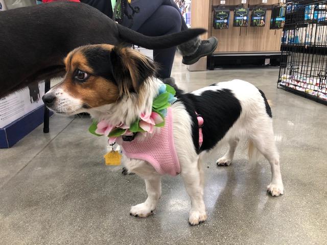 Enlarge Ruthie, an adopted mixed breed in Monrovia , CA image 4/6