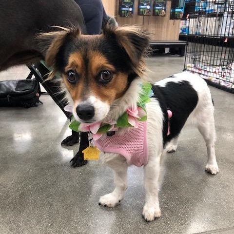 Ruthie, adopted, Young Female Cavalier King Charles Spaniel & Beagle.