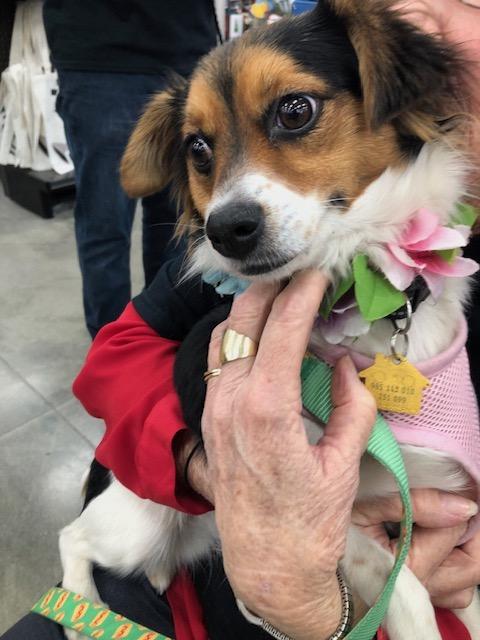 Enlarge Ruthie, an adopted mixed breed in Monrovia , CA image 6/6