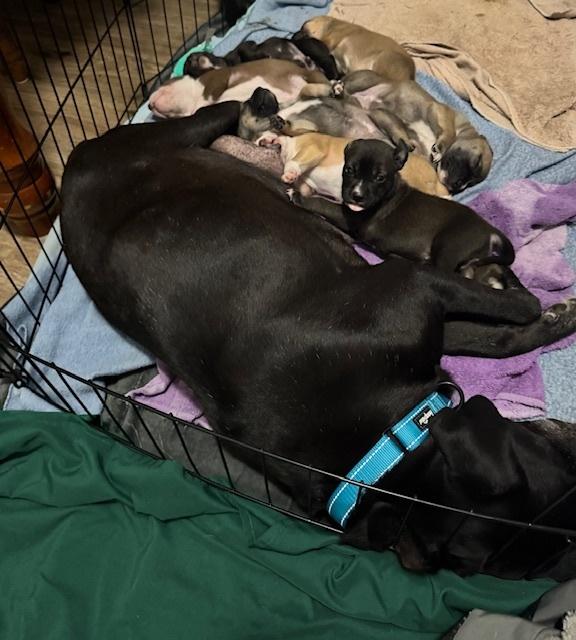 Backlund / Max, Adoptable, Puppy Female Labrador Retriever.