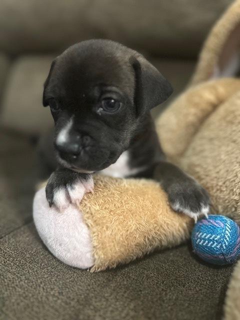 Enlarge Backlund / Max, a Adoptable mixed breed in Broomfield, CO image 2/6