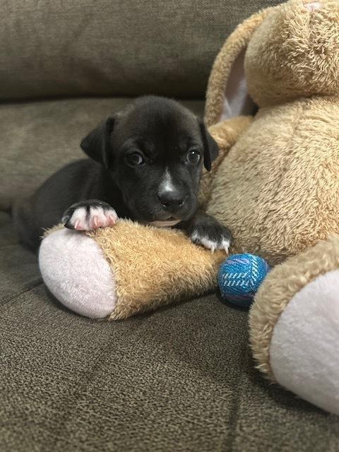 Enlarge Backlund / Max, a Adoptable mixed breed in Broomfield, CO image 3/6