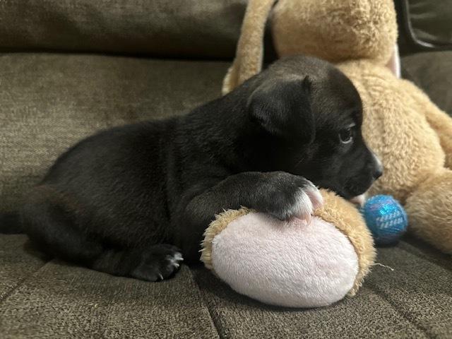 Enlarge Backlund / Max, a Adoptable mixed breed in Broomfield, CO image 4/6