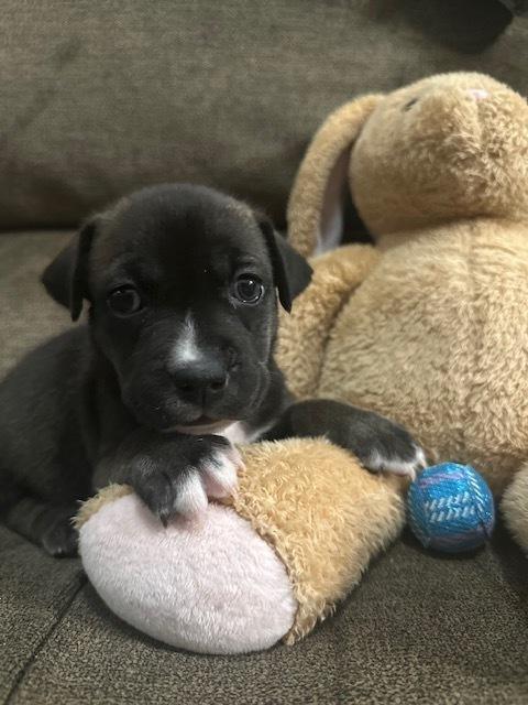 Enlarge Backlund / Max, a Adoptable mixed breed in Broomfield, CO image 6/6