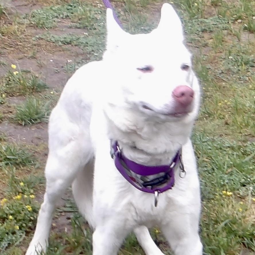 Enlarge Elsa, a ADOPTABLE Husky in Gloucester, VA image 4/5