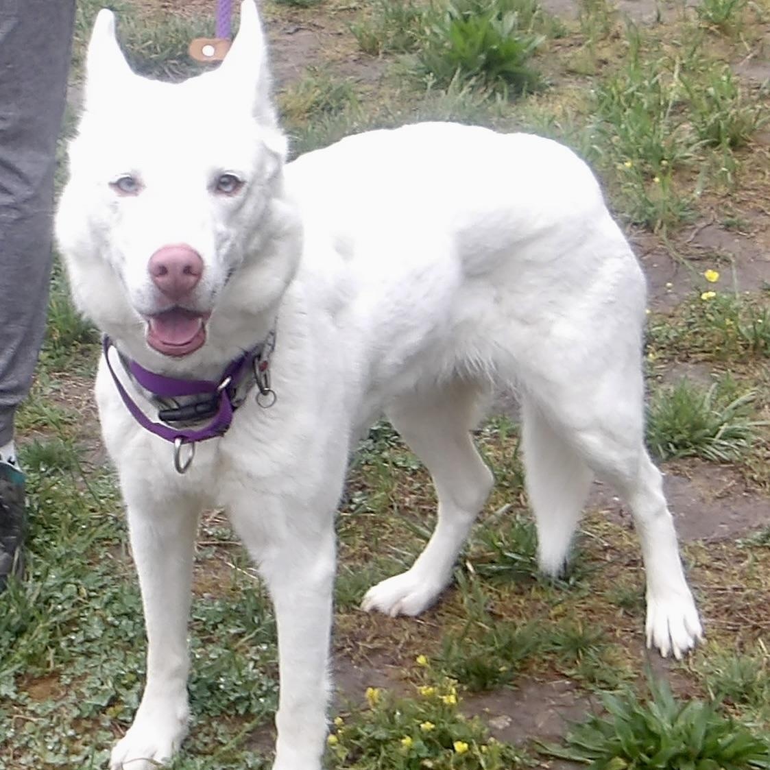 Enlarge Elsa, a ADOPTABLE Husky in Gloucester, VA image 5/5