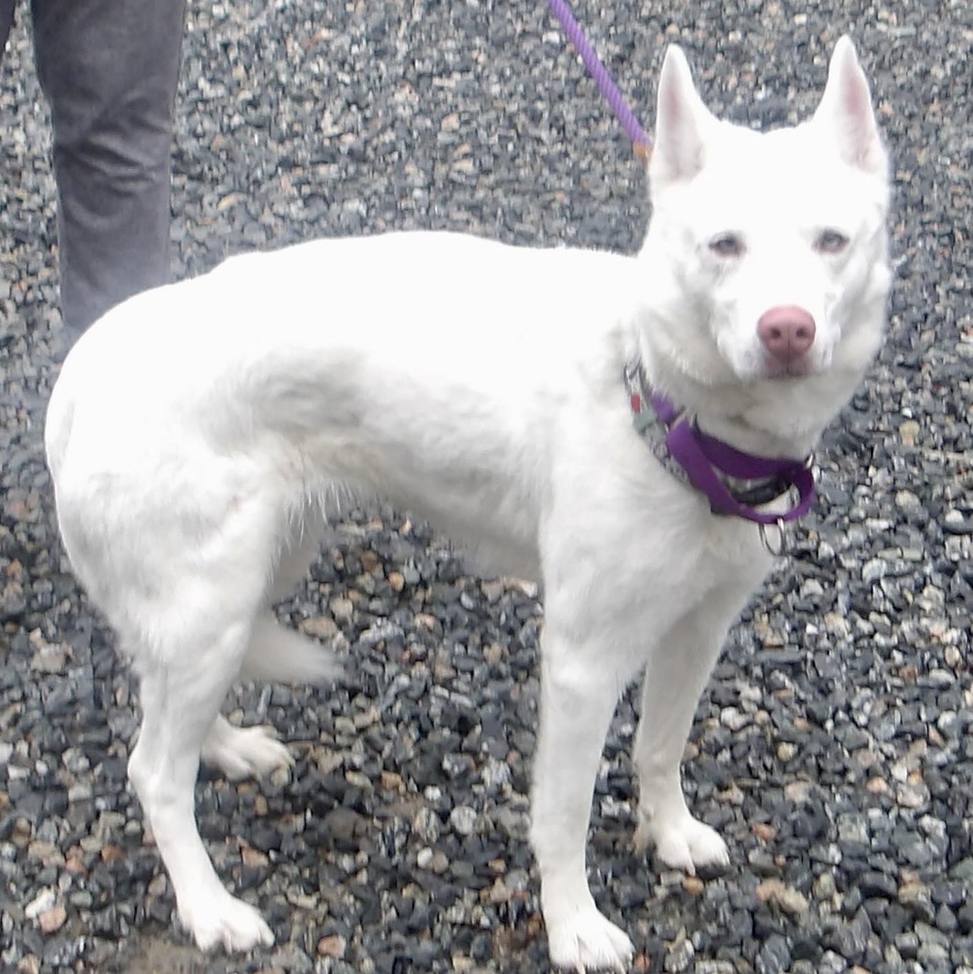 Enlarge Elsa, a ADOPTABLE Husky in Gloucester, VA image 2/5
