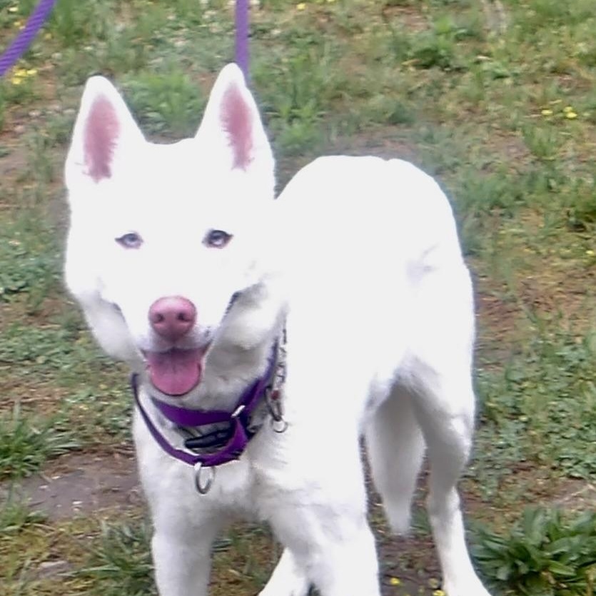Enlarge Elsa, a ADOPTABLE Husky in Gloucester, VA image 3/5