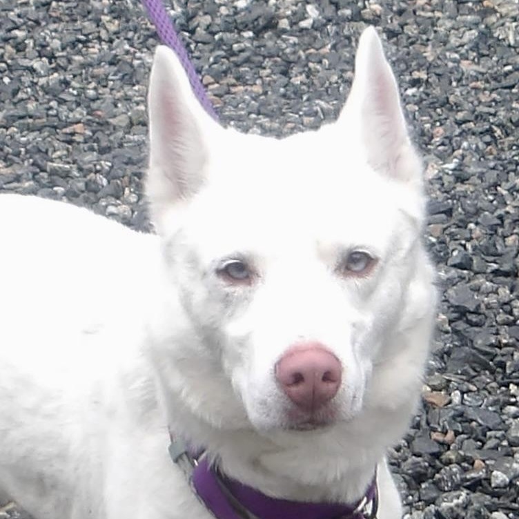 Enlarge Elsa, a ADOPTABLE Husky in Gloucester, VA image 1/5