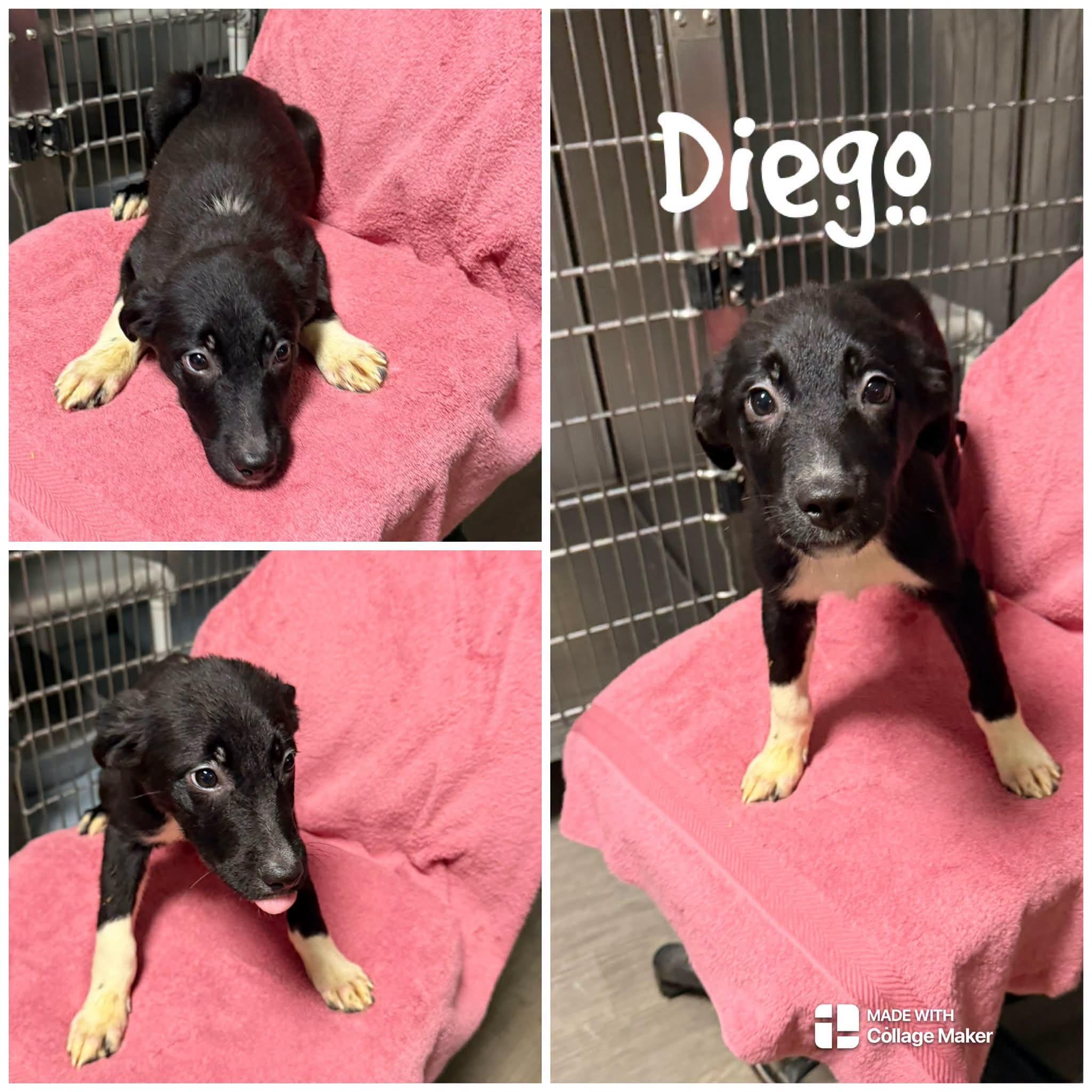 Diego, Adopted, Young Male Border Collie.