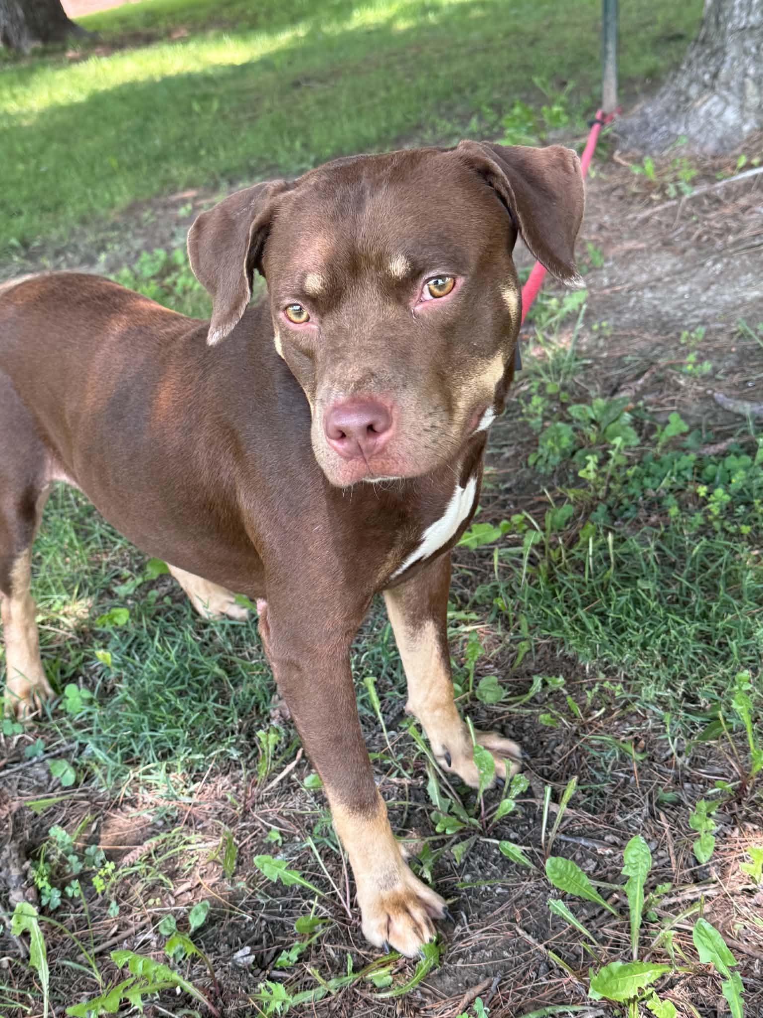 Kahlua, Adoptable, Young Female Pit Bull Terrier.