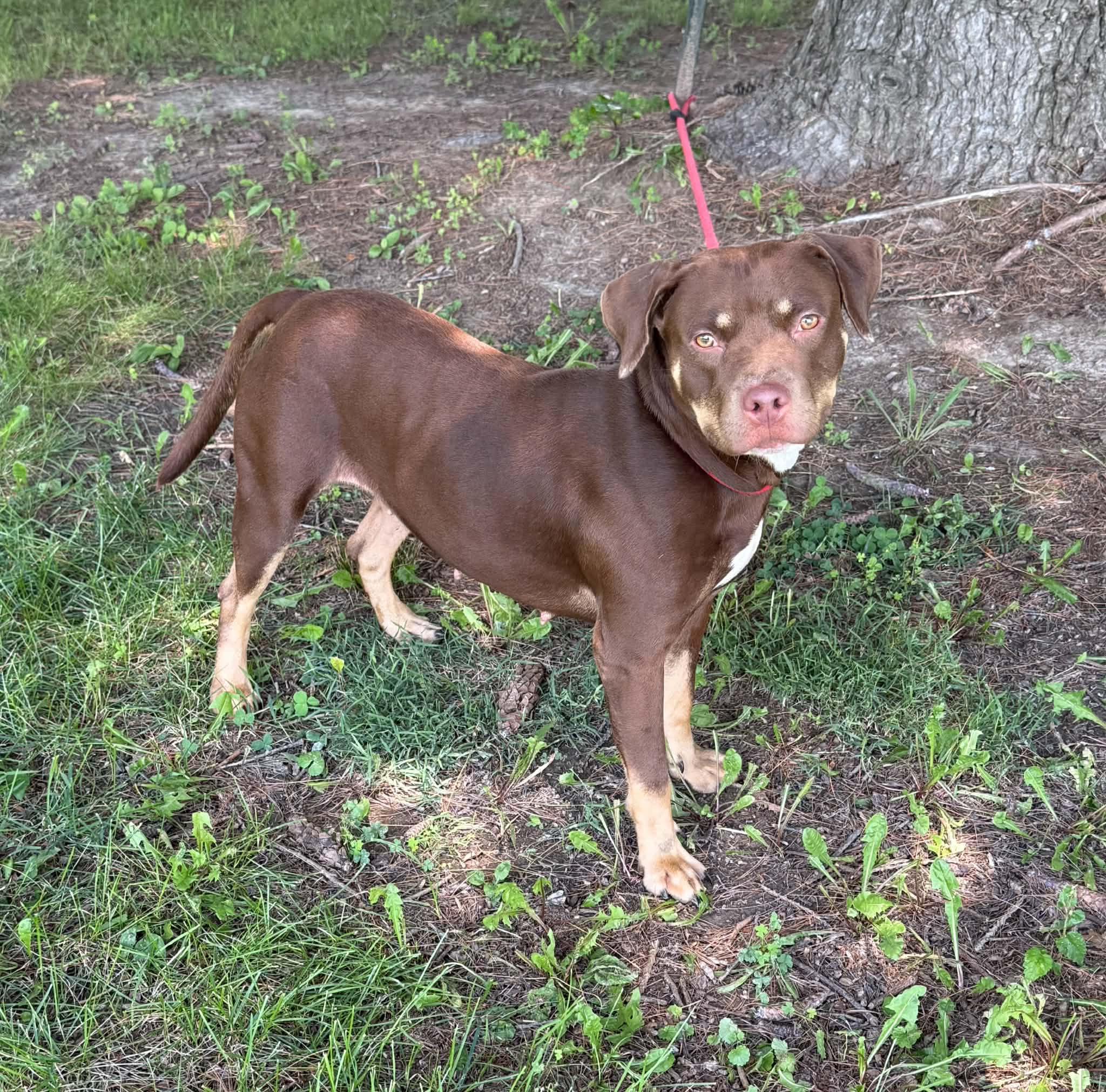 Enlarge Kahlua, a Adoptable mixed breed in Springfield, IL image 2/2