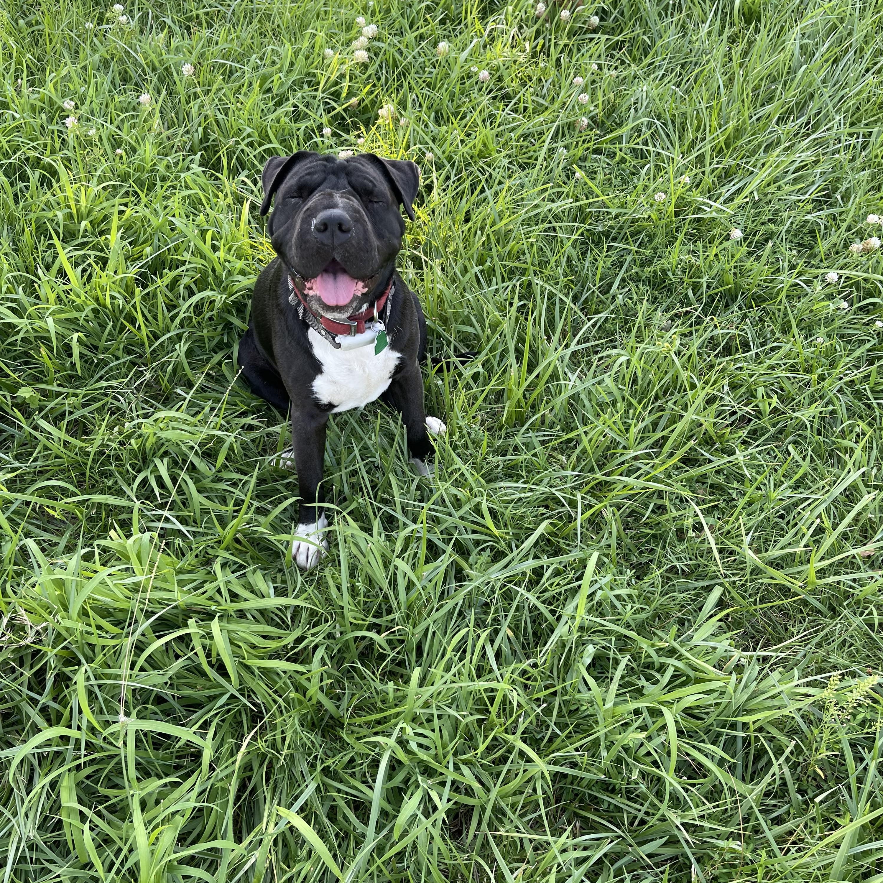 Charlotte, Adoptable, Young Female Shar-Pei & Pit Bull Terrier.