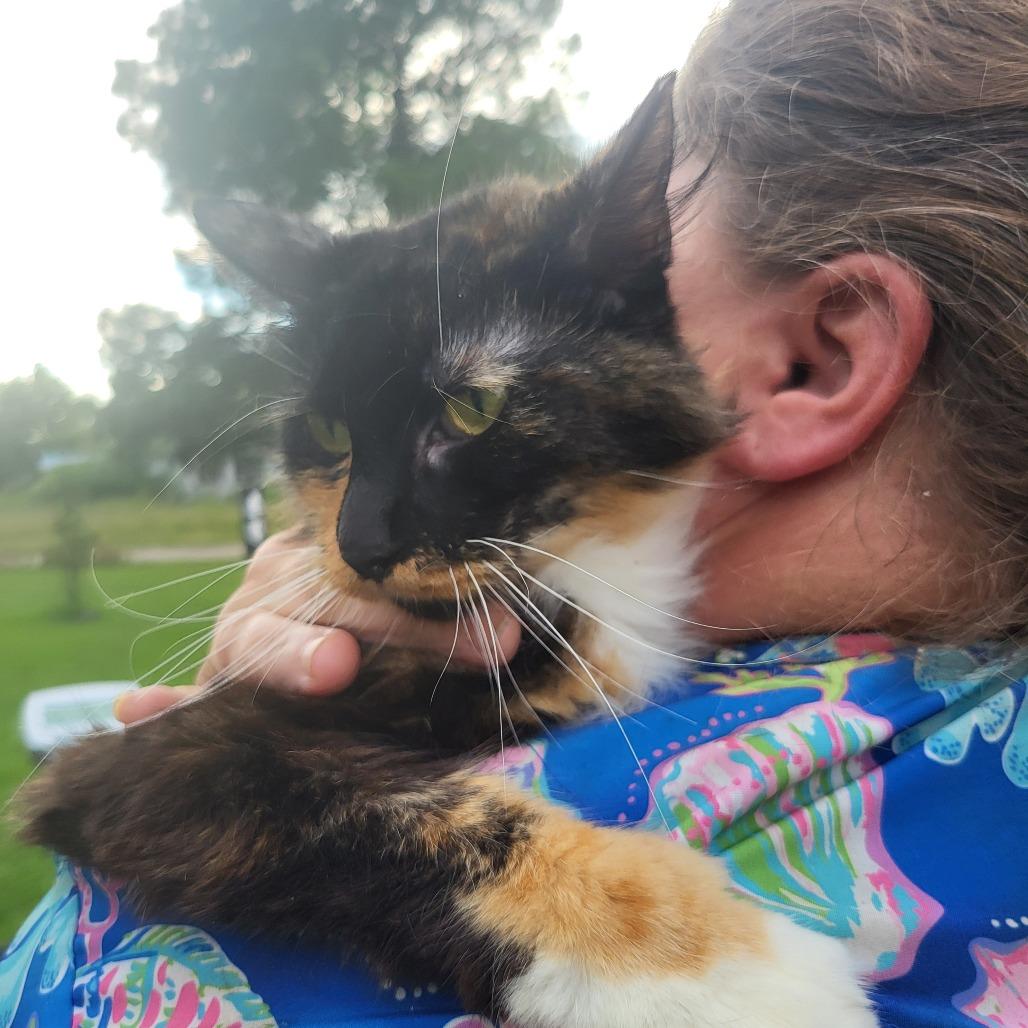 Roxanne, Adoptable, Adult Female Domestic Long Hair.