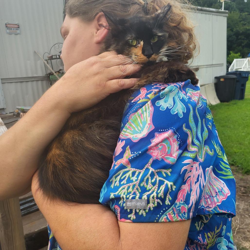 Enlarge Roxanne, a Adoptable Domestic Long Hair in Hope Mills, NC image 2/3