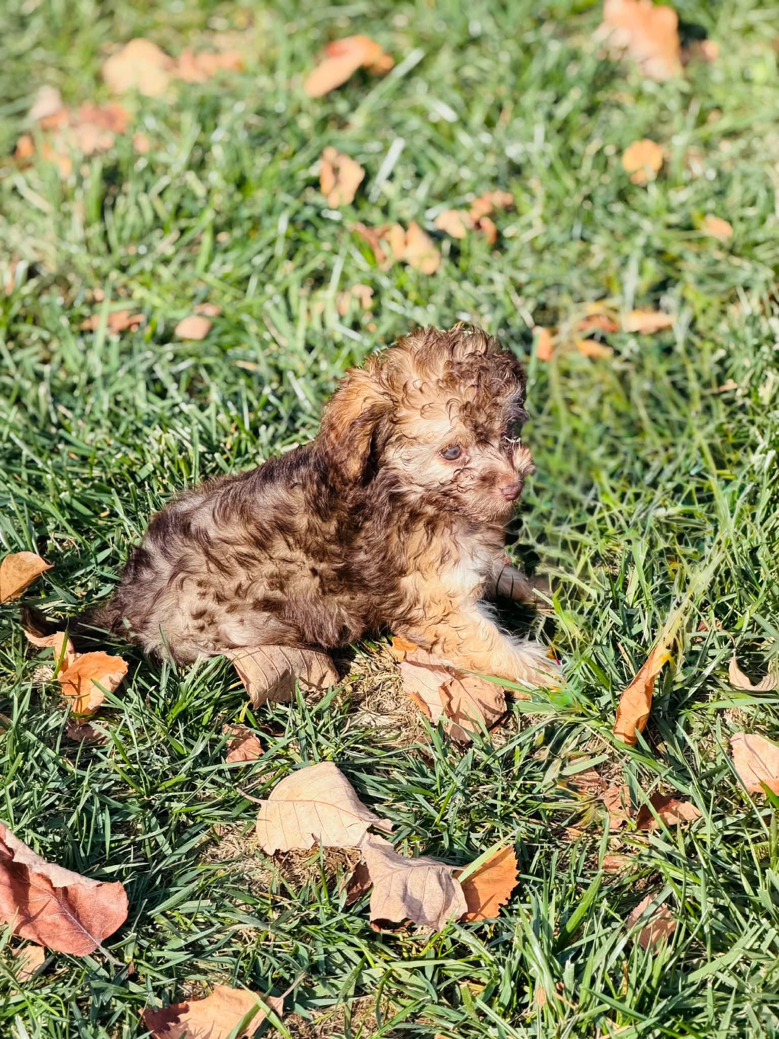 Enlarge Otto, a Adopted mixed breed in Richmond, KY image 1/4