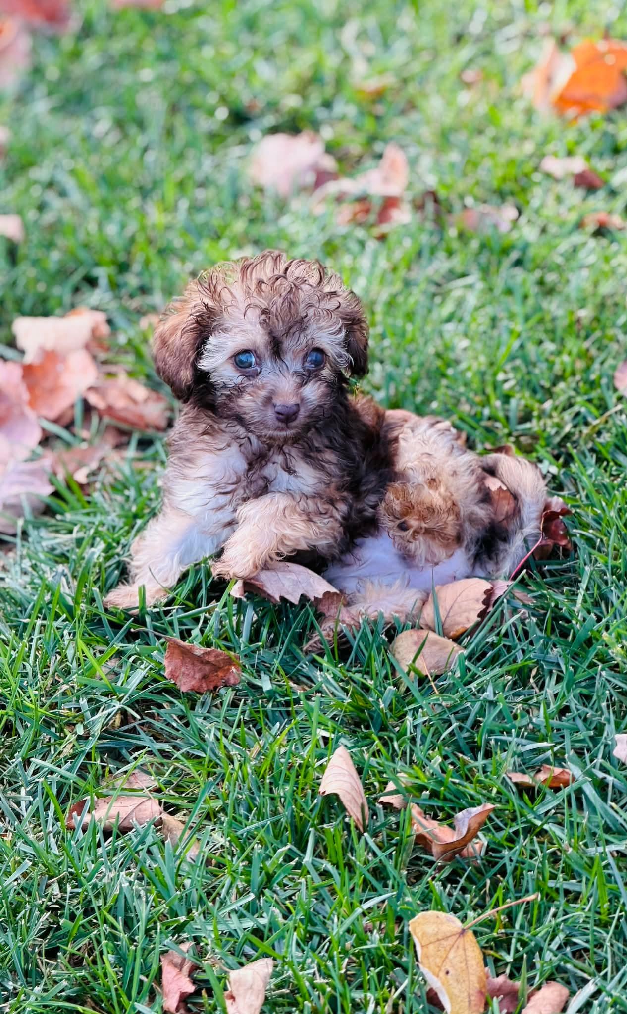 Enlarge Otto, a Adopted mixed breed in Richmond, KY image 2/4
