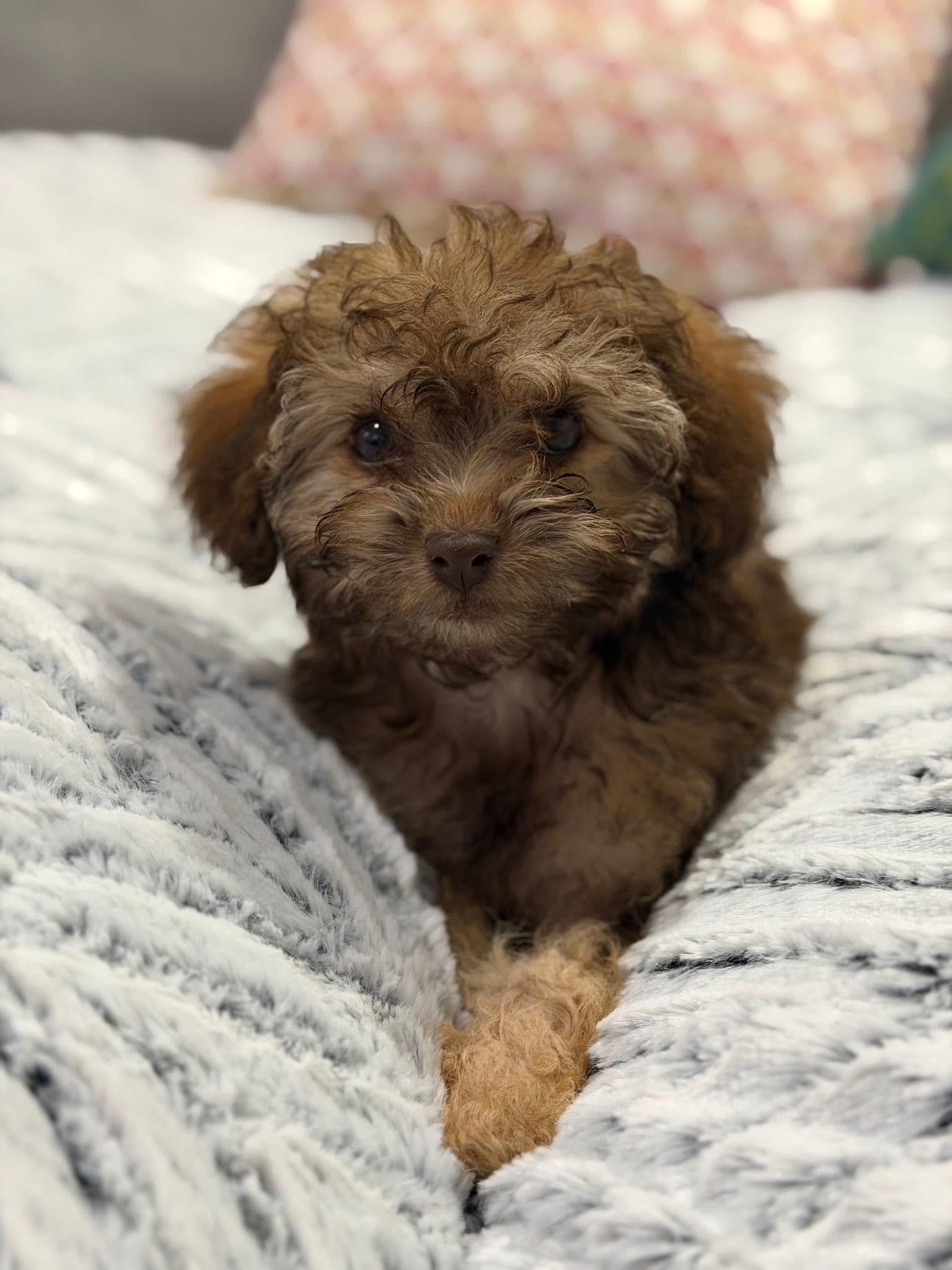 Enlarge Otto, a Adopted mixed breed in Richmond, KY image 4/4