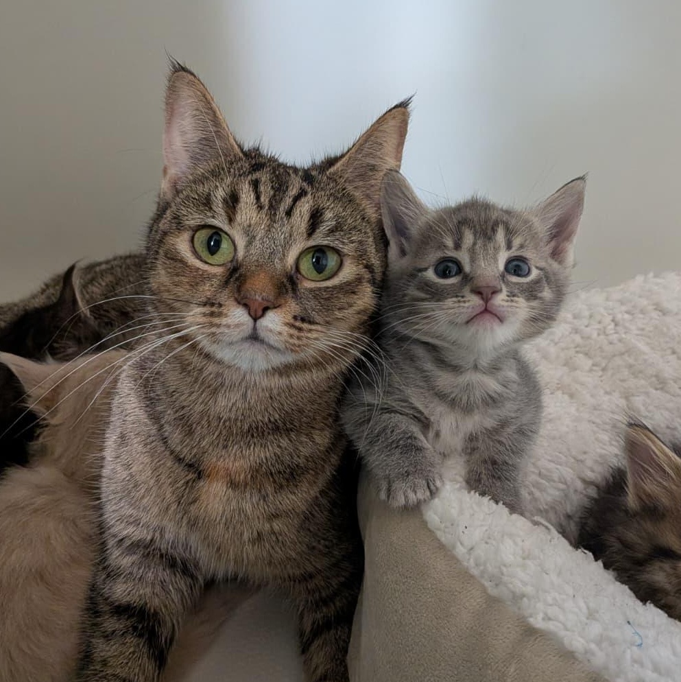 Enlarge REI, an adoptable mixed breed in Kissimmee, FL image 5/5