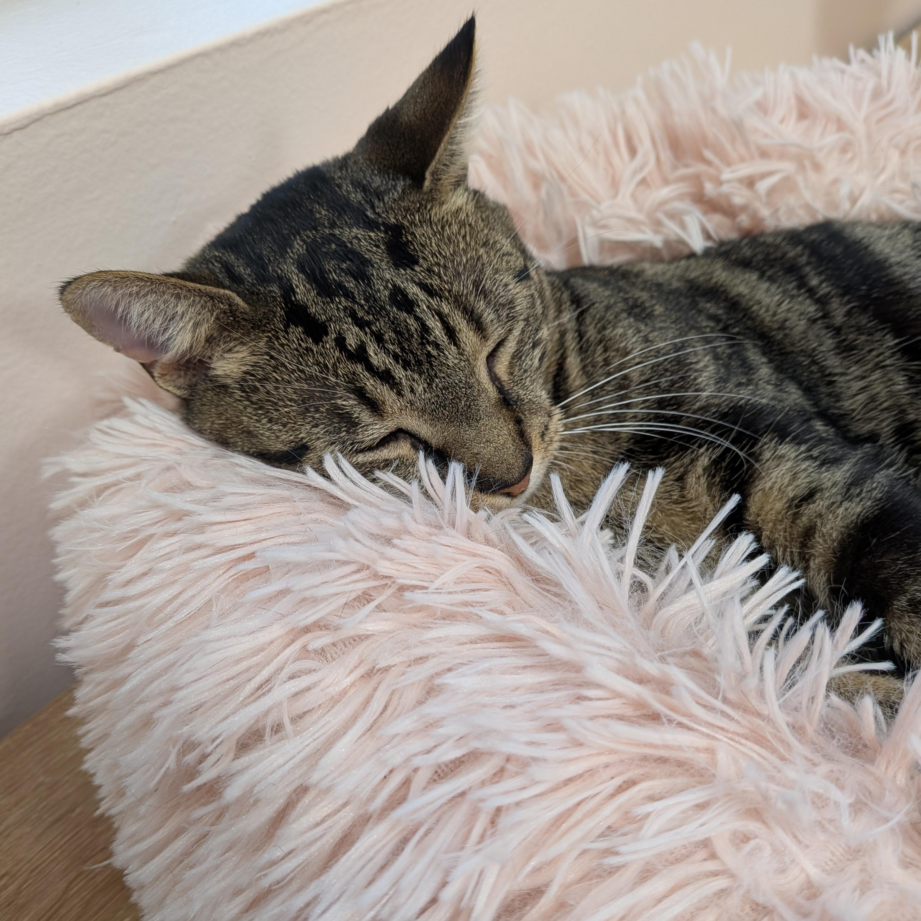 Garden, Adoptable, Young Female Tabby & Bengal.