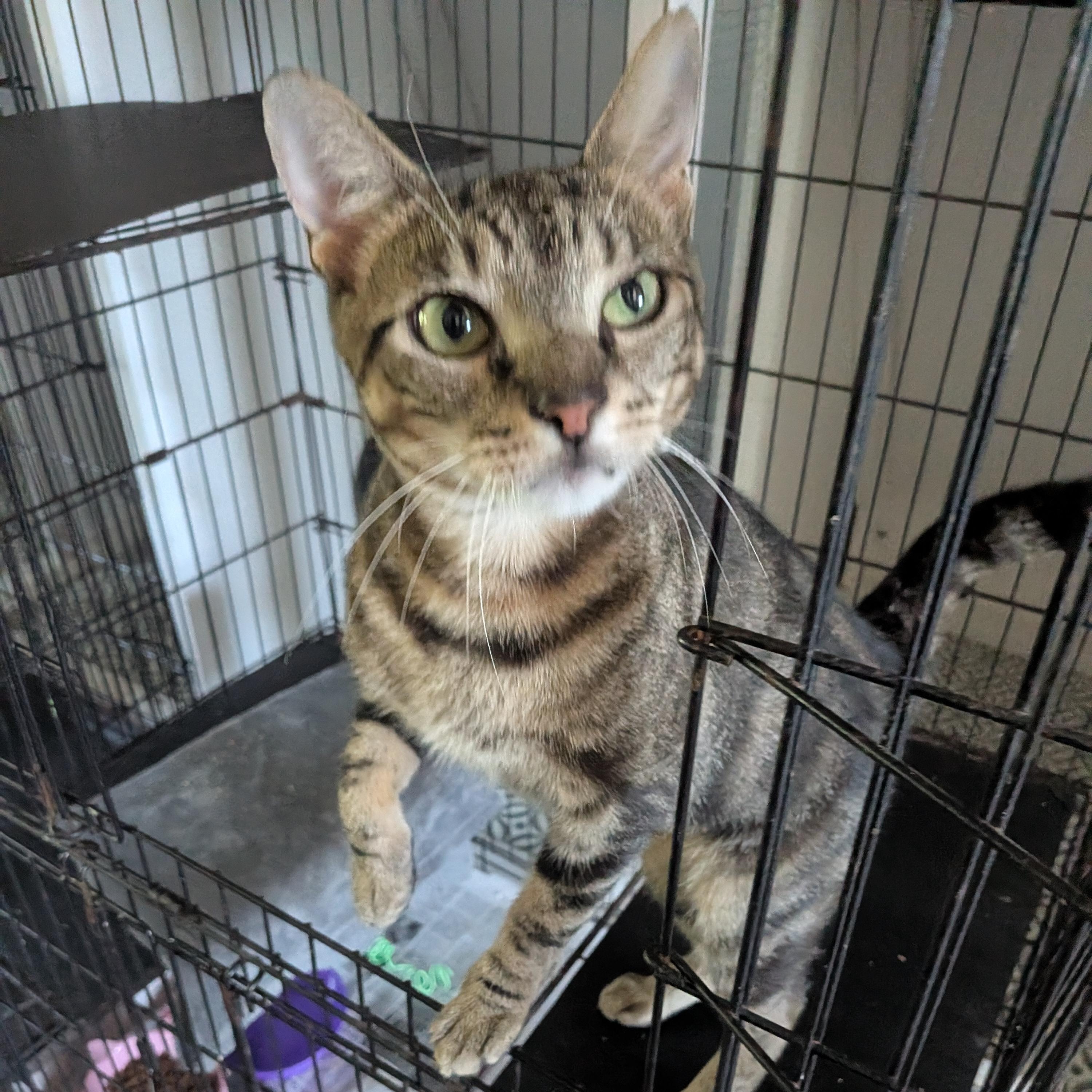 Enlarge Garden, a Adoptable mixed breed in Montclair, NJ image 5/6