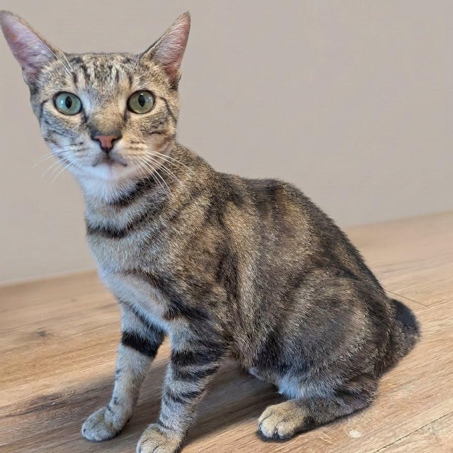 Enlarge Garden, a Adoptable mixed breed in Montclair, NJ image 3/6