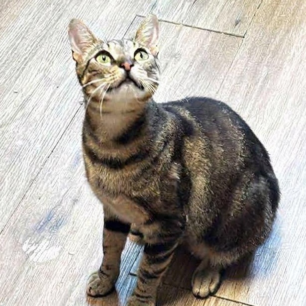 Enlarge Garden, a Adoptable mixed breed in Montclair, NJ image 2/6