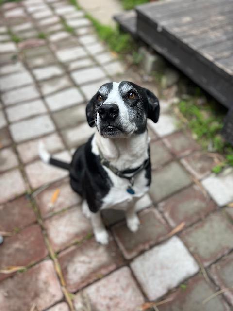 Otis, an adopted Pit Bull Terrier in San Diego, CA image 2/6