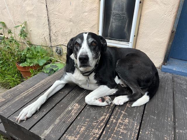 Otis, an adopted Pit Bull Terrier in San Diego, CA image 1/6