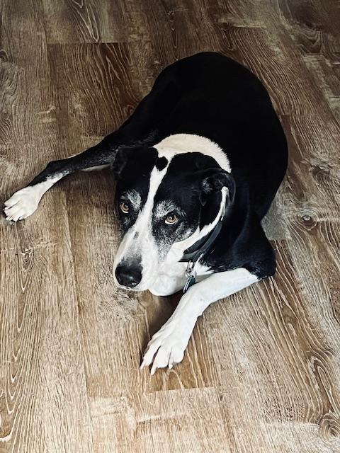 Otis, an adopted Pit Bull Terrier in San Diego, CA image 3/6