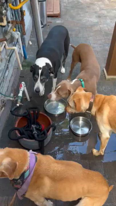 Enlarge Otis, an adopted Pit Bull Terrier in San Diego, CA video 5/6