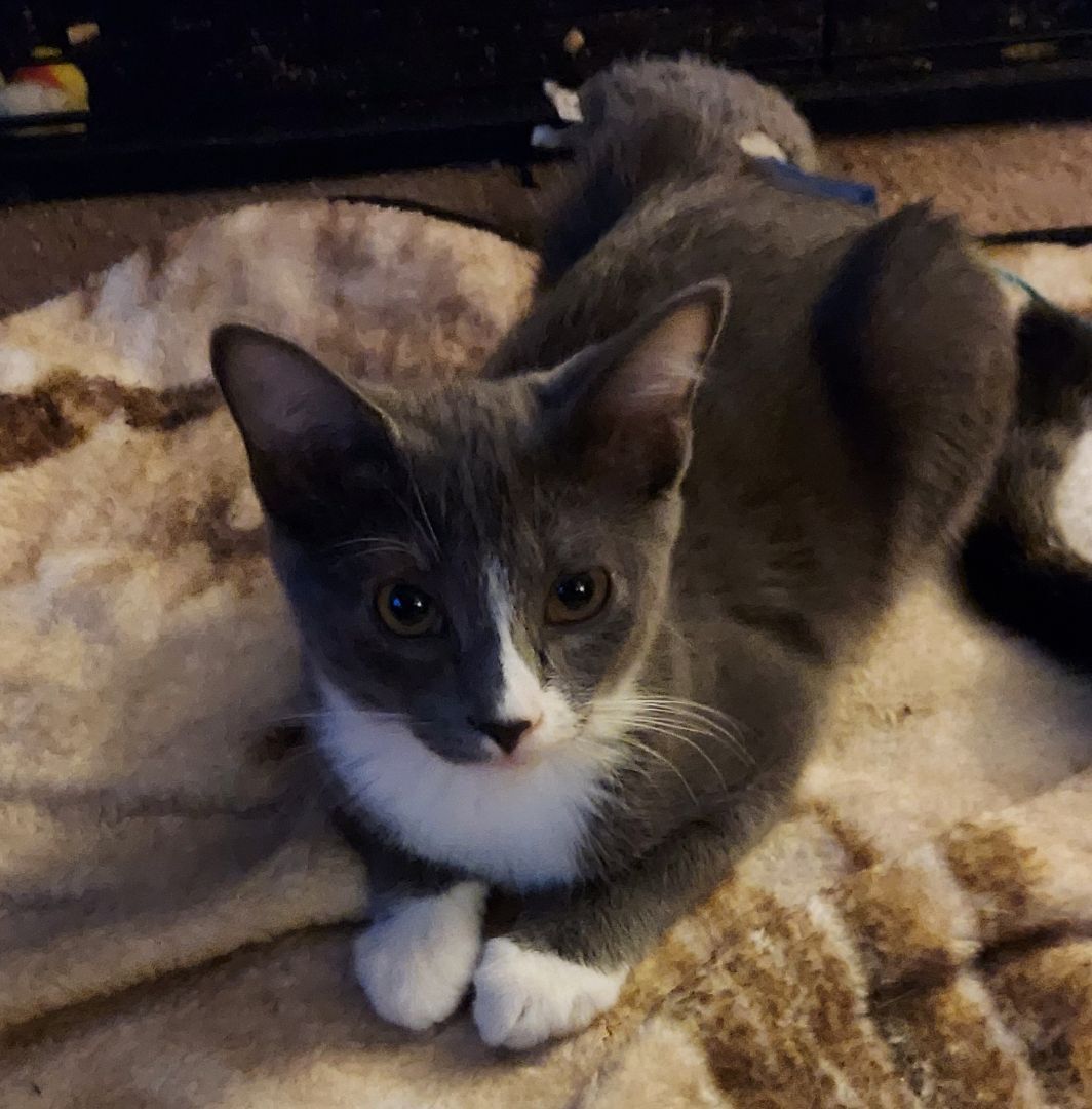 Enlarge Maverick, a Adoptable Domestic Short Hair in RIVERSIDE, CA image 1/4