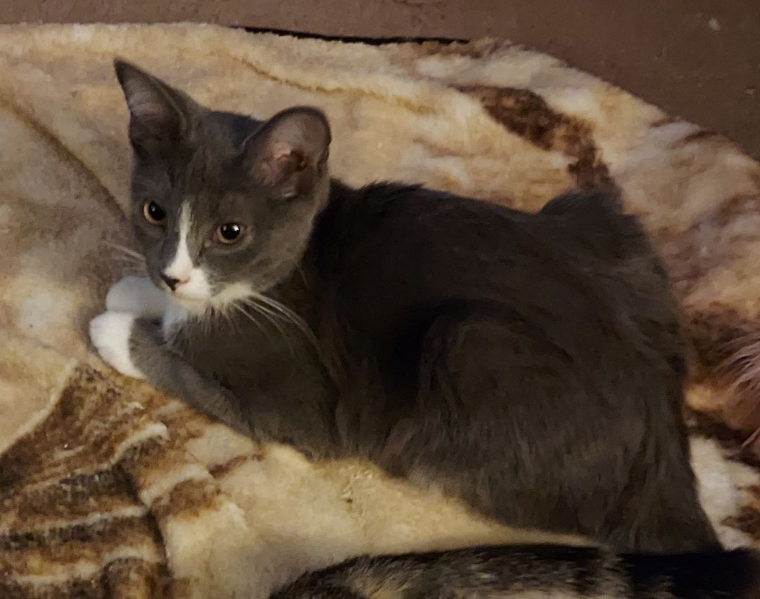 Enlarge Maverick, a Adoptable Domestic Short Hair in RIVERSIDE, CA image 2/4