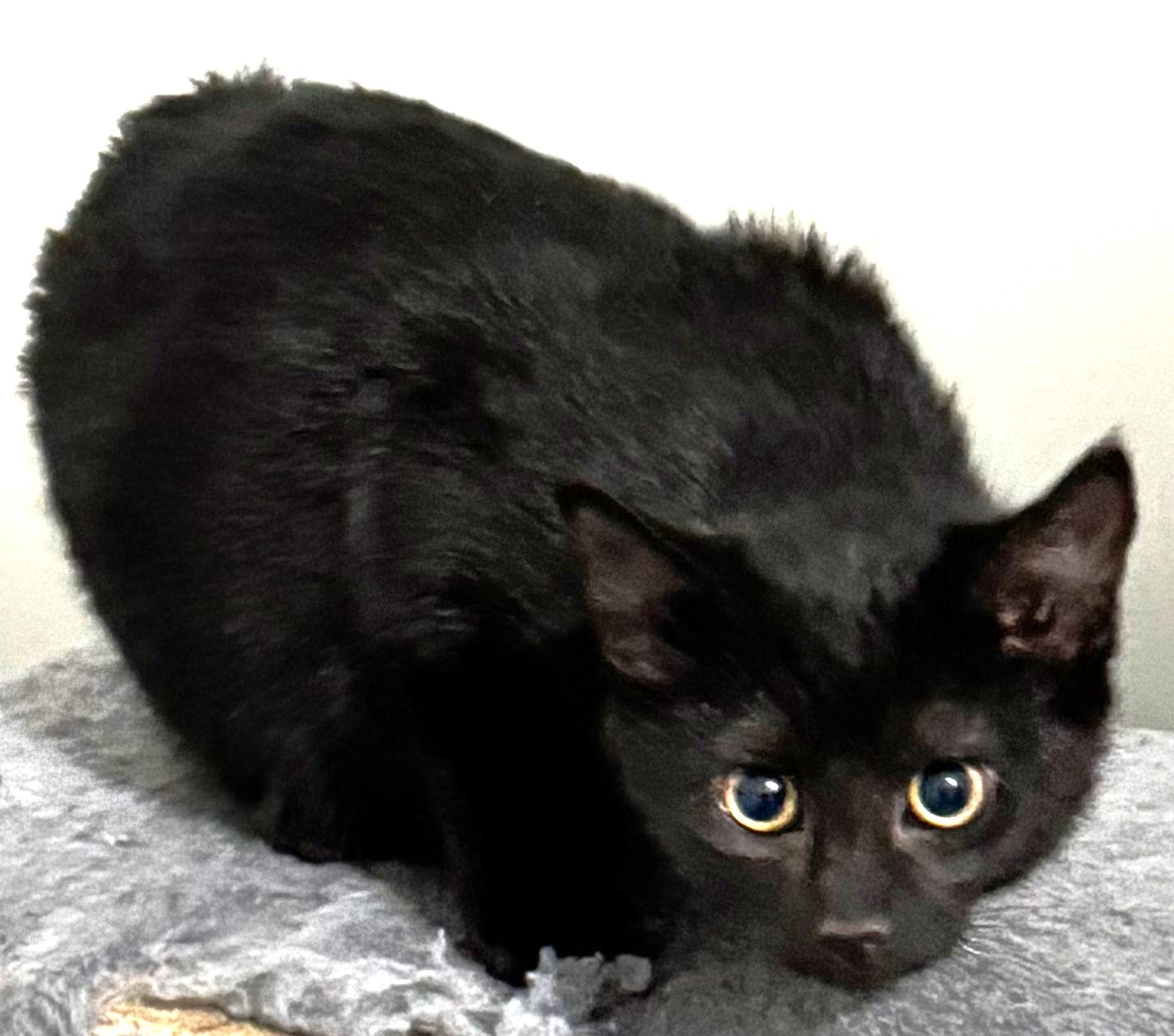 Rikki Bobby, sweet & shy playful kitten!, ADOPTABLE, Kitten Male Domestic Short Hair & Bengal.