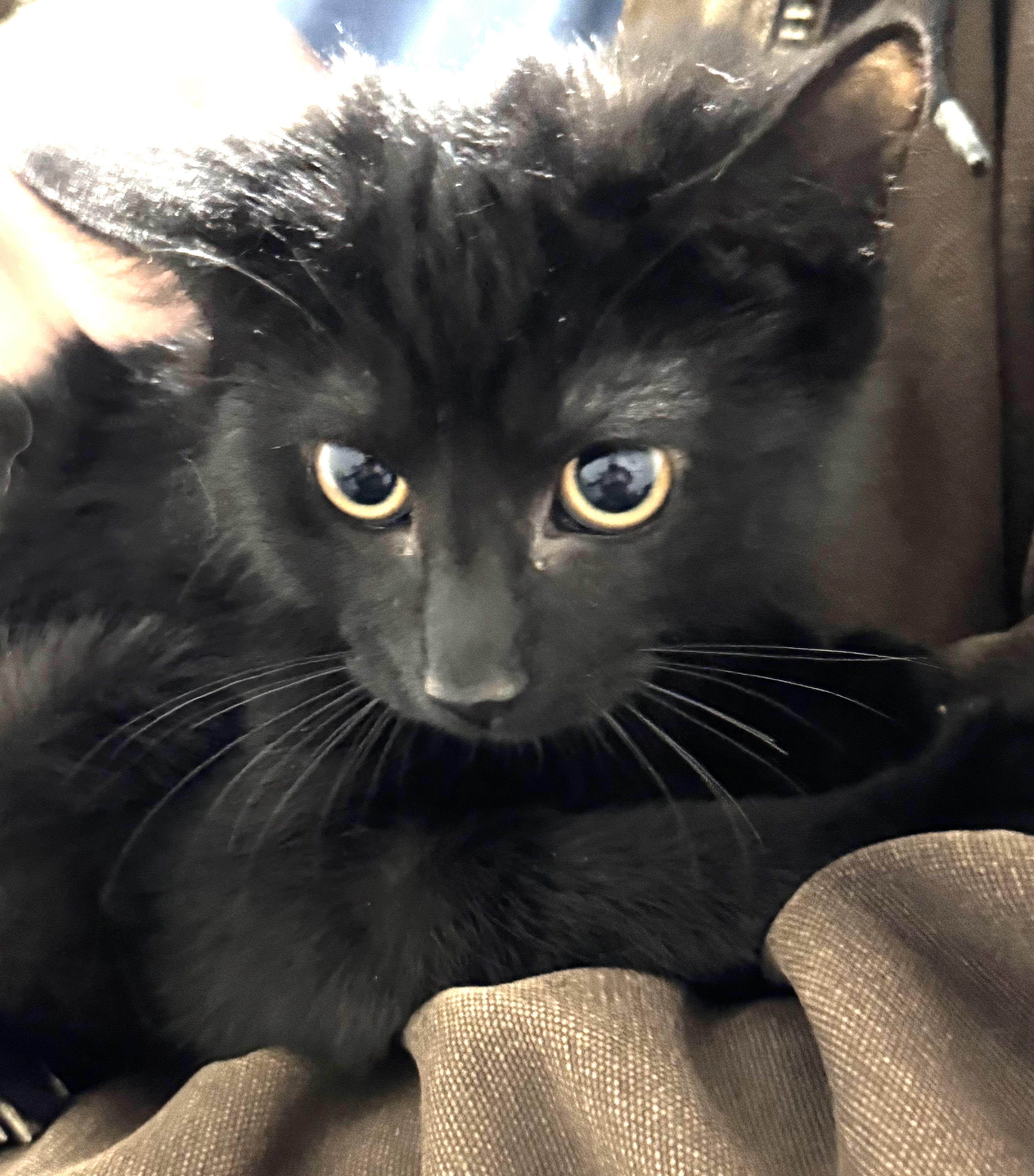 Enlarge Rikki Bobby, sweet & shy playful kitten!, a ADOPTABLE mixed breed in Bonney Lake, WA image 2/3