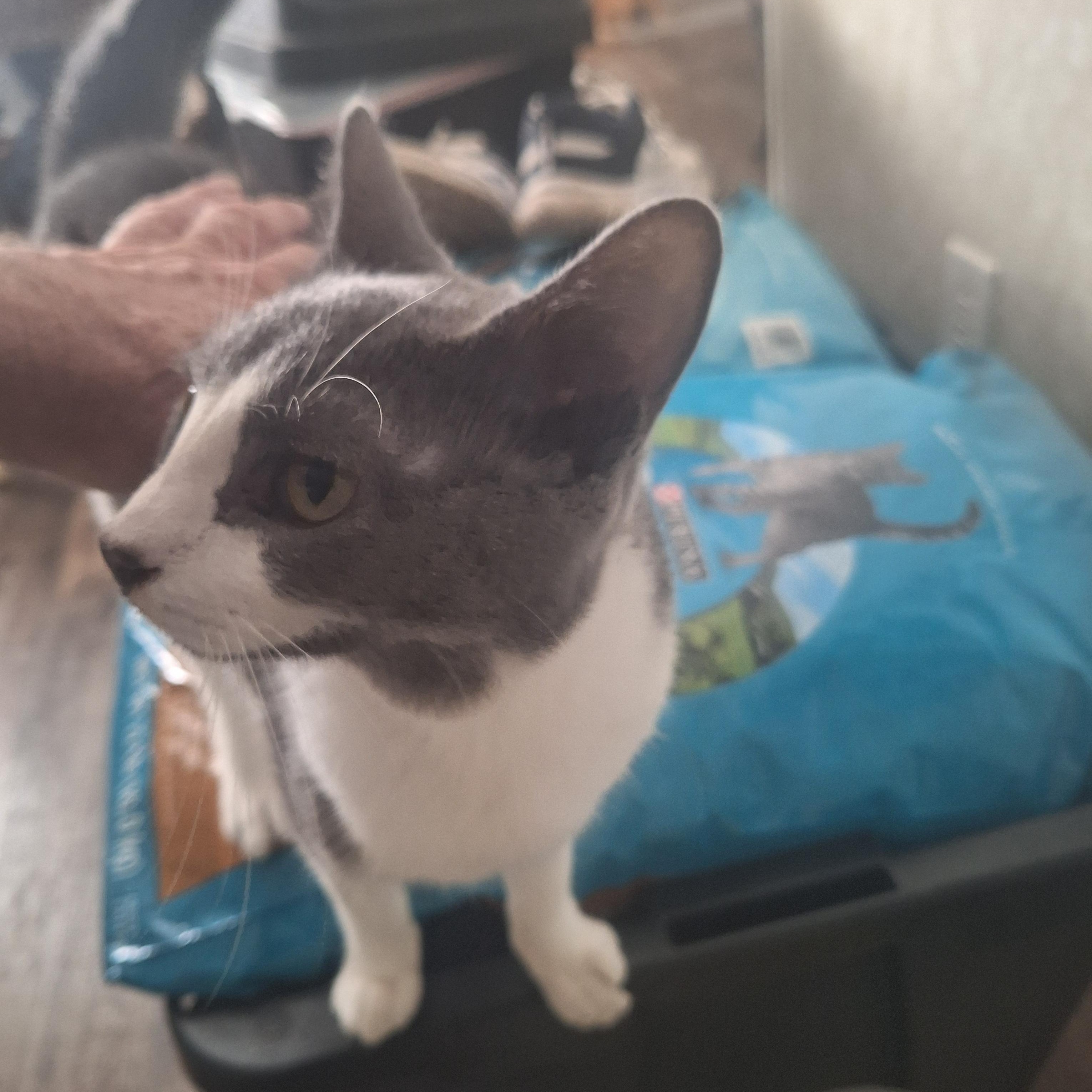 Savage, Adoptable, Young Male American Shorthair.