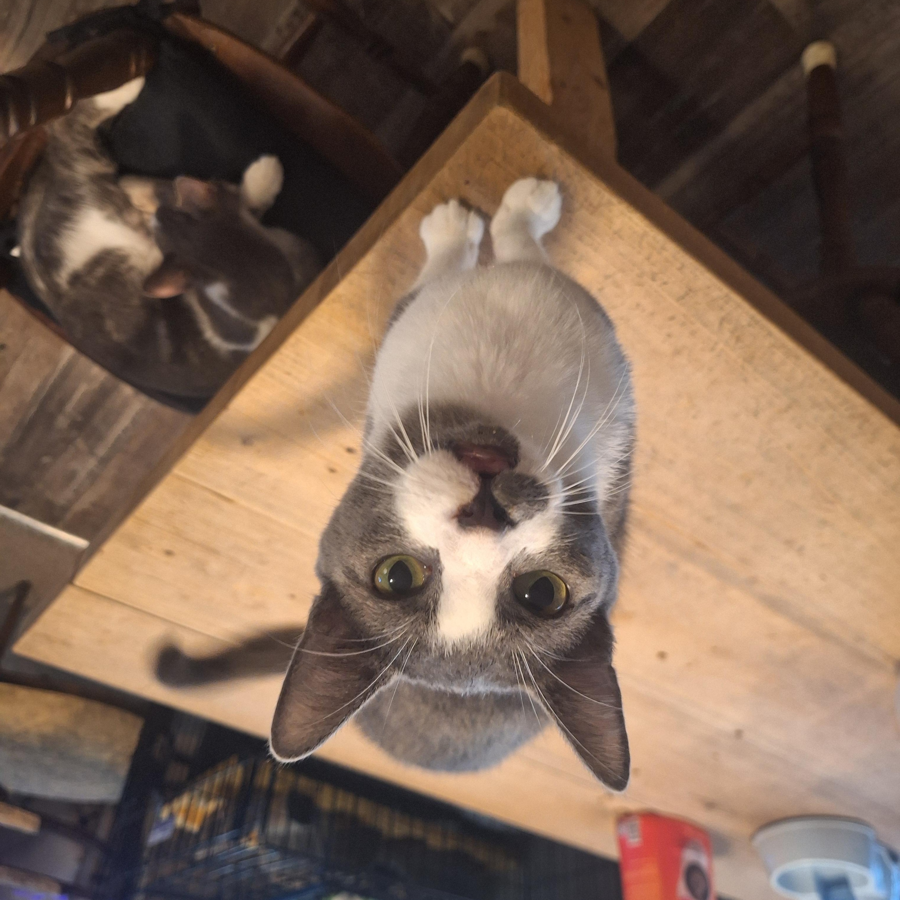 Savage, a Adoptable American Shorthair in Polk city, FL image 2/3