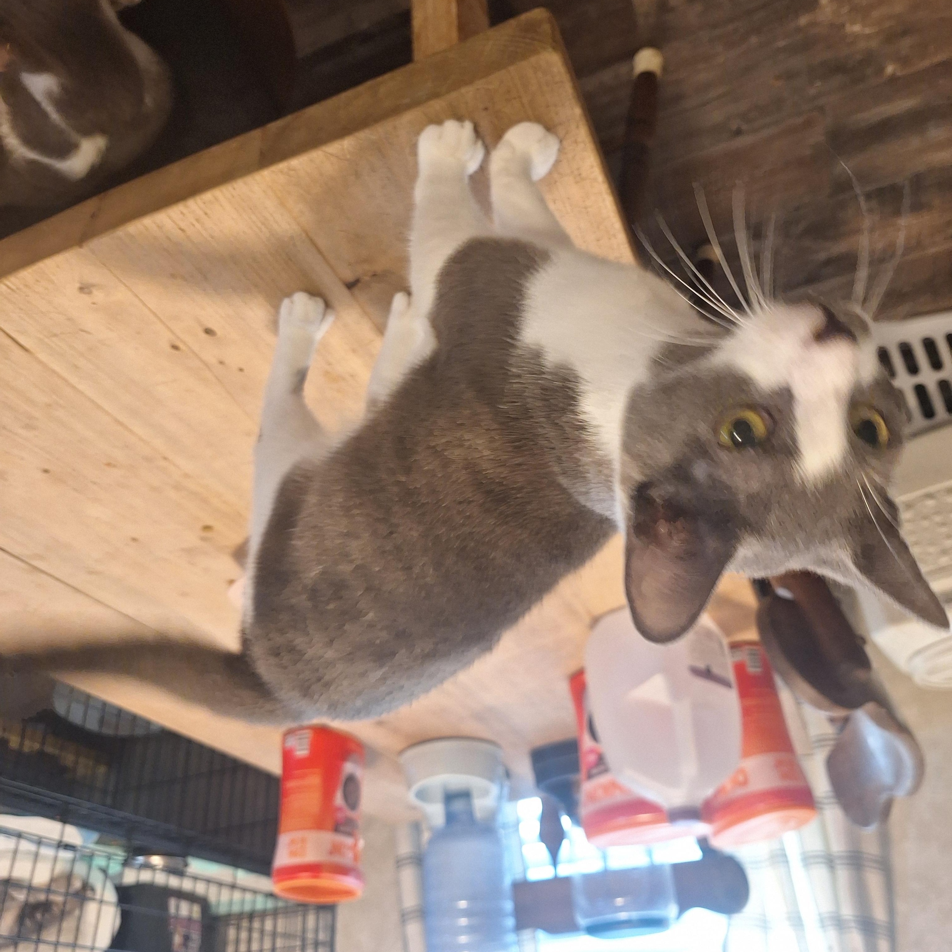 Savage, a Adoptable American Shorthair in Polk city, FL image 3/3