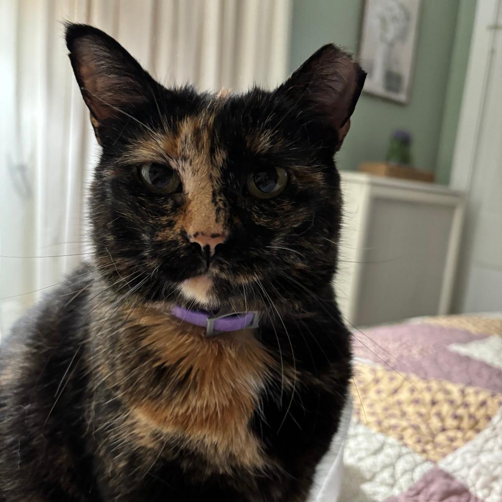 Momma Bear, Adoptable, Senior Female Domestic Short Hair.