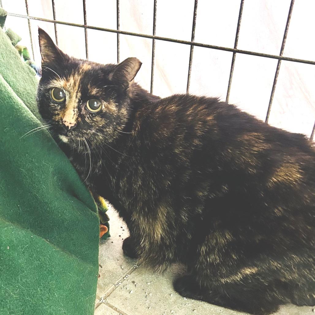 Enlarge Momma Bear, a Adoptable Domestic Short Hair in East Smithfield , PA image 2/2