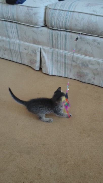 Enlarge Lillybird, a Adopted mixed breed in San Pedro, CA video 6/11