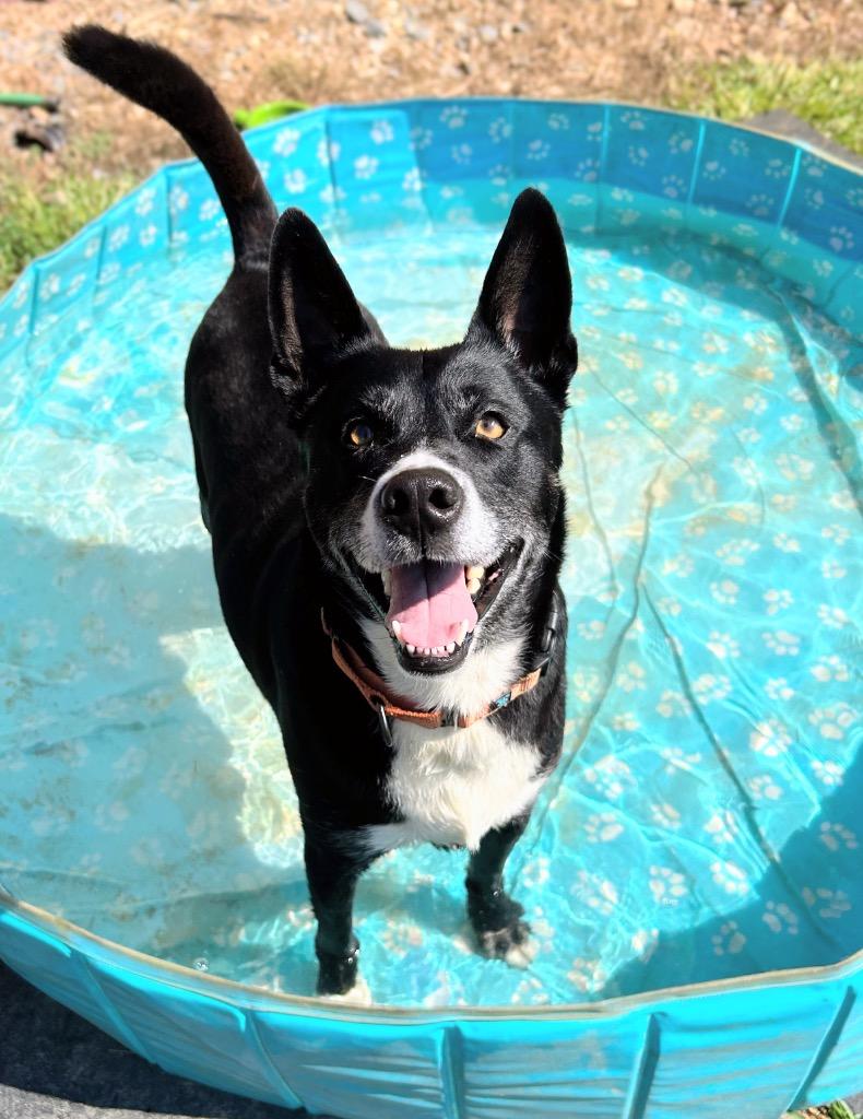 Bubba, Adoptable, Adult Male Cattle Dog & Shepherd.