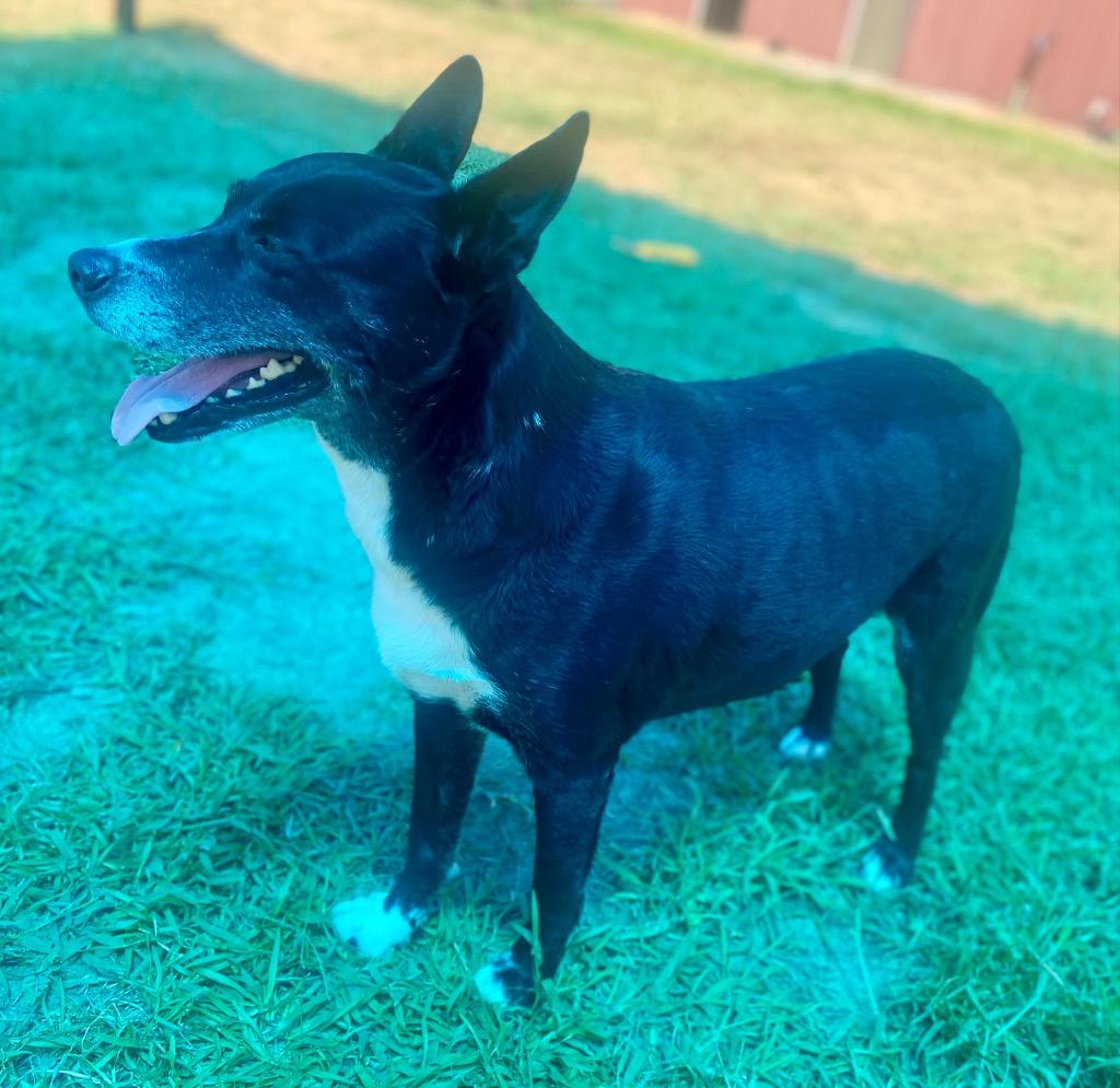 Enlarge Bubba, a Adoptable mixed breed in Bryant, AR image 2/6